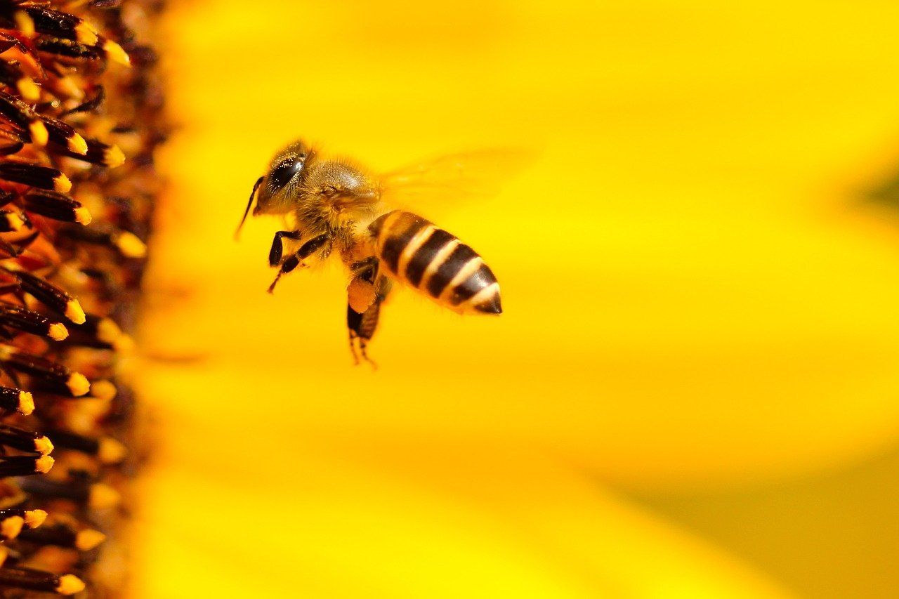 Biene an Blüte von Sonnenblume