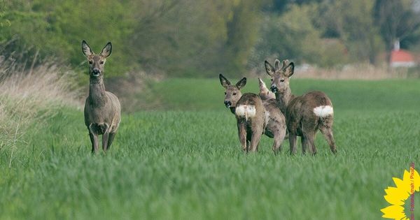 Umsetzung des Jagd- und Wildtiermanagements im Landkreis
