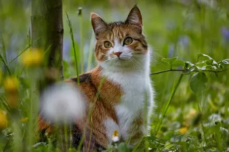 Eine gute Entscheidung der Beschluss des Gemeinderates für die Einführung einer Katzenschutzverordnung